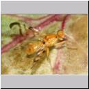 Acidia cognata - Bohrfliege 02c.jpg